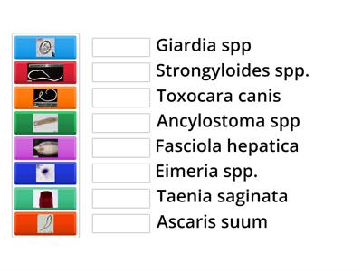 Associe os parasitas ao seu nome 1 *