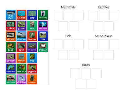 Classifying vertebrates Year 4