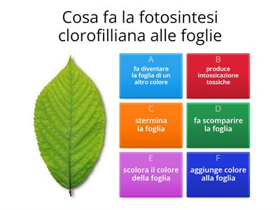 Quiz per elementari 