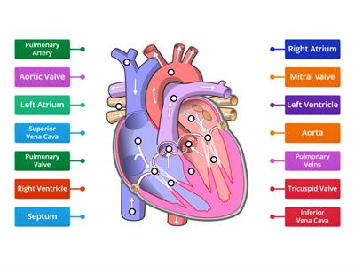 Label Cardiovascular System