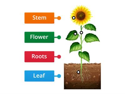  Plants Parts 
