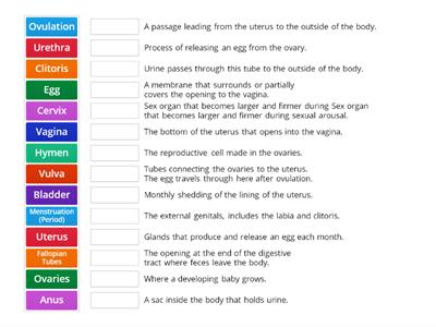 Anatomy Vocabulary Match