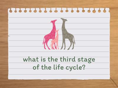 LIFE CYCLE VOCABULARY