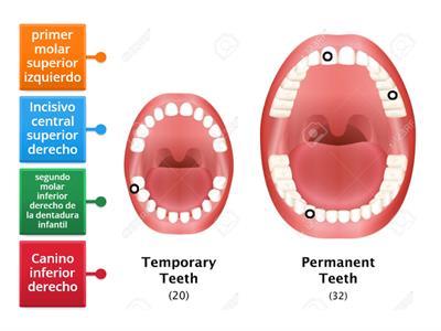 Denticiones