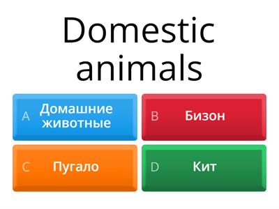 Animals 