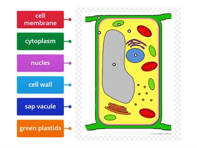 the cell