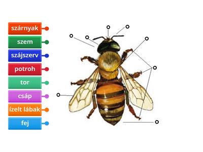 Melyek a rovarok főbb testrészei?