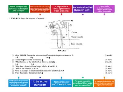 Nephron 1