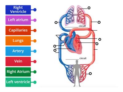 Y5 Circulatory system 