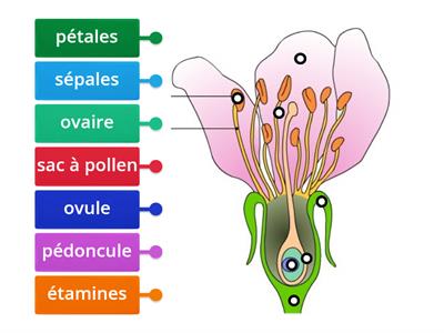 fleur svt