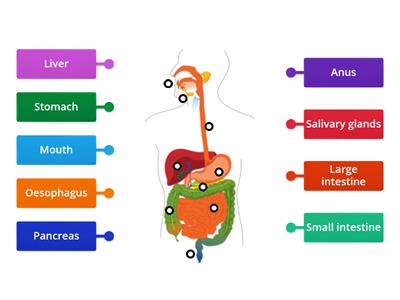 Digestive system