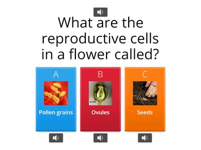 Identifying Reproductive Cells in Flowers: Pollen Grains and Ovules