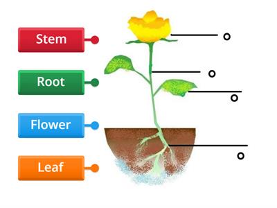  Label parts of a plant (Nursery)