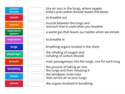 Respiratory System 