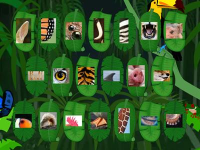 Guess the animals!