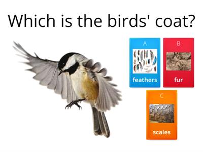 Birds-Find the characteristics of birds