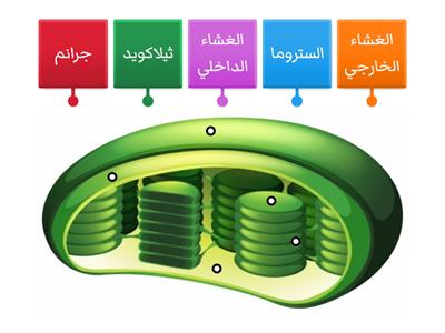  تركيب البلاستيدات