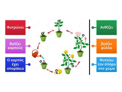 Ο κύκλος ζωής των φυτών