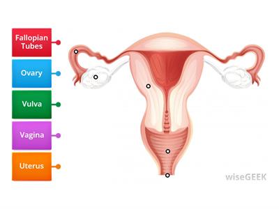 Female Reproductive System 6