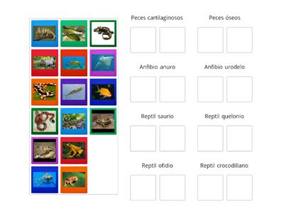 Clasificación peces, anfibios, reptiles