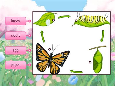 Butterfly Life Cycle (Grade 2 Science)