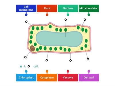 Junior cert plant Cell labelling 
