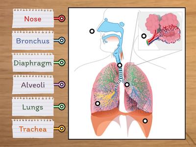 Respiratory System