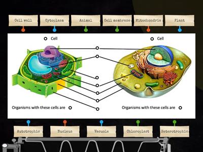 Animal & Plant Cell Organelles Labeling