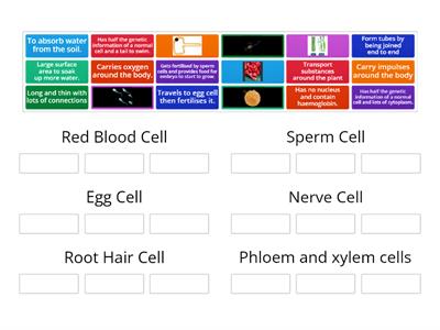 Specialised Cells Group Sort