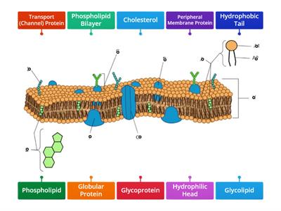 Cell Membrane Diagram