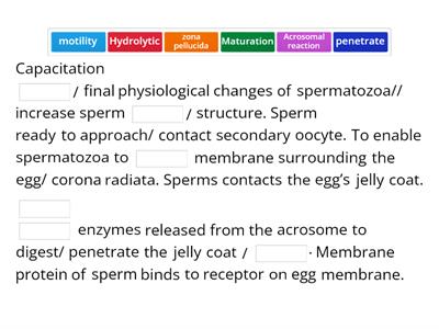 Discuss the stages that lead to fertilization a human