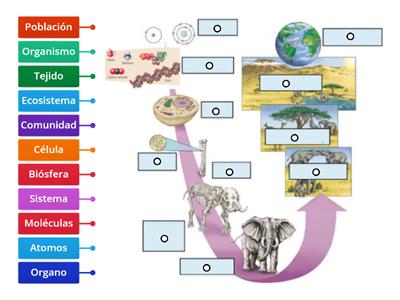 Niveles de Organización 3