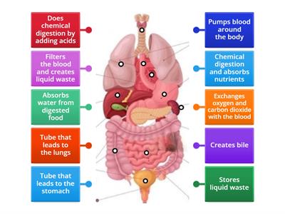 Human Body Function Labeling