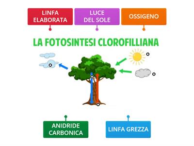 FOTOSINTESI CLOROFILLIANA