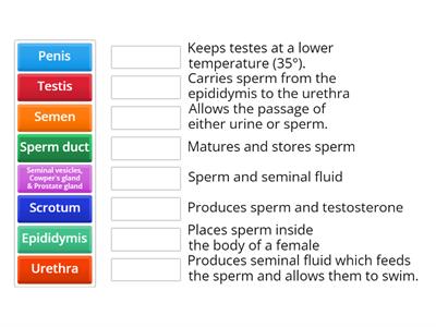 Parts & Functions of Male Reproductive System