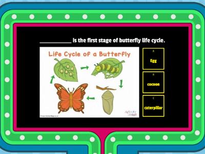 Life Cycle of a Butterfly