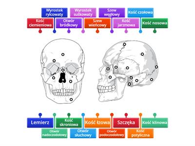Kości czaszki - część 1
