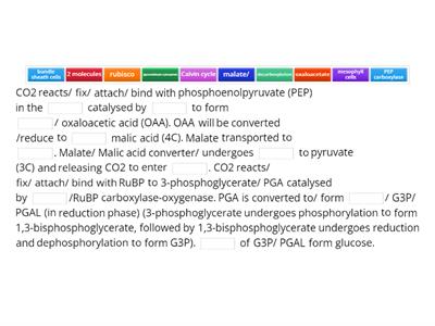 Explain how C4 plants convert CO2 into glucose molecule