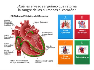 APARATO CARDIOIVASCULAR HUMANO