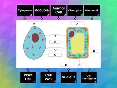 Plant and Animal Cell 