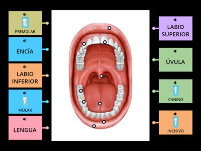 CUERPO HUMANO