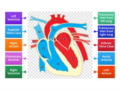 Heart Anatomy