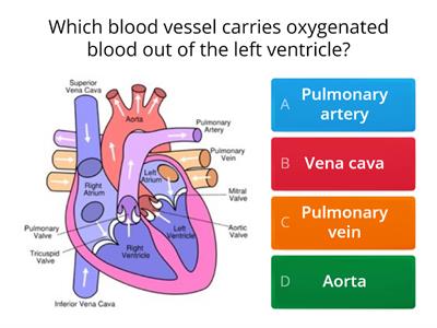 The Heart and Circulation clj