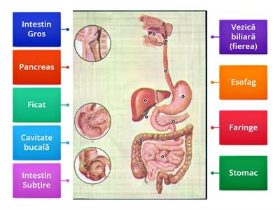 Sistemul Digestiv -Alcătuire