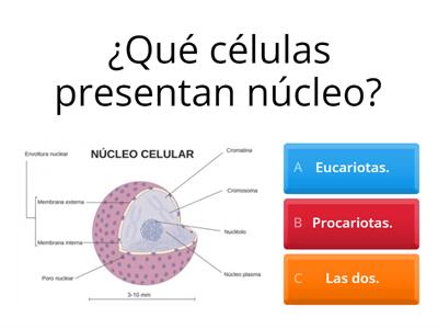 Test sobre la célula eucariota