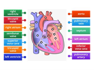  Heart structure 