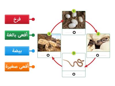 دورة حياة الزواحف