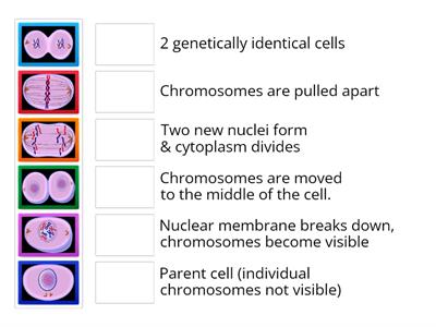 Mitosis