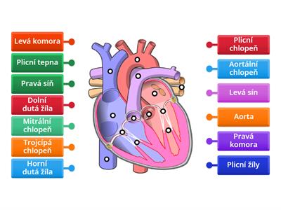 Anatomie srdce