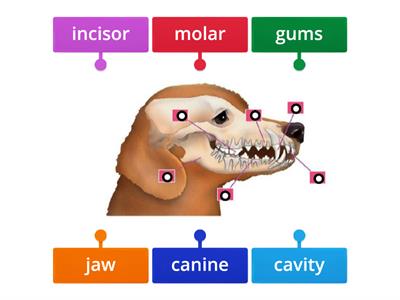 OD5 Unit 3 Teeth